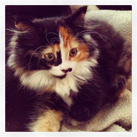 photos of calico cats|funny calico cat pictures.